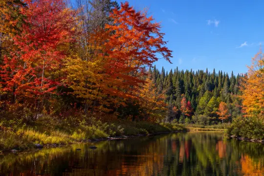 Autumn forest and lake landscape
